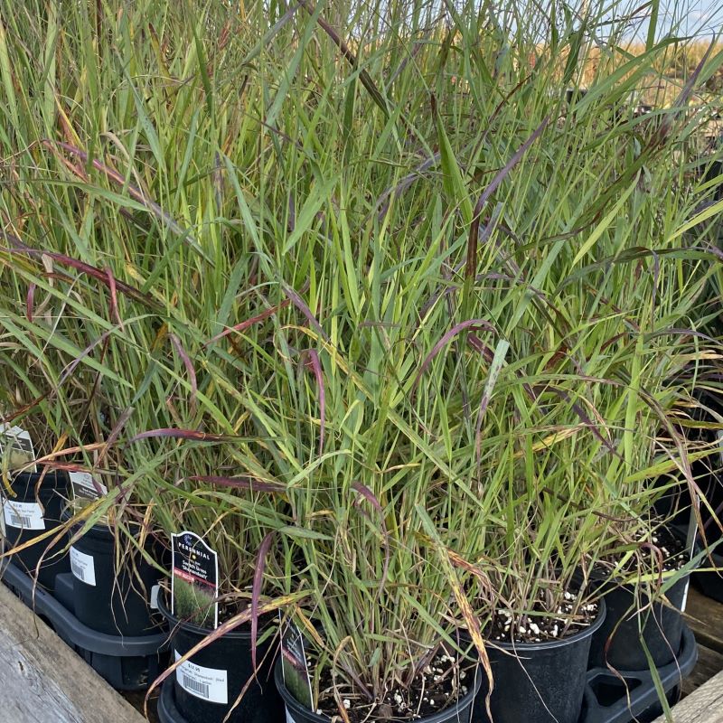 Panicum virgatum 'Shenandoah' (Red Switchgrass) Unity Grown – Unity ...