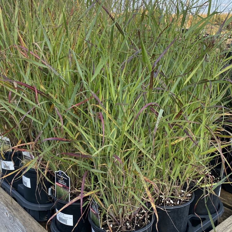 Panicum virgatum 'Shenandoah' (Red Switchgrass) beginning to show autumn colors of red and purple.