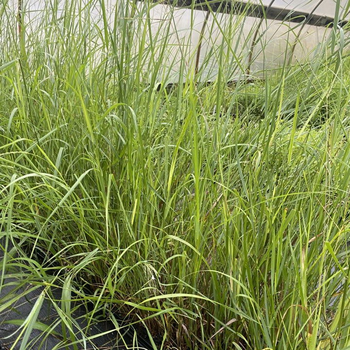 Mature Panicum virgatum (Switchgrass) grown in LP50 size plugs.