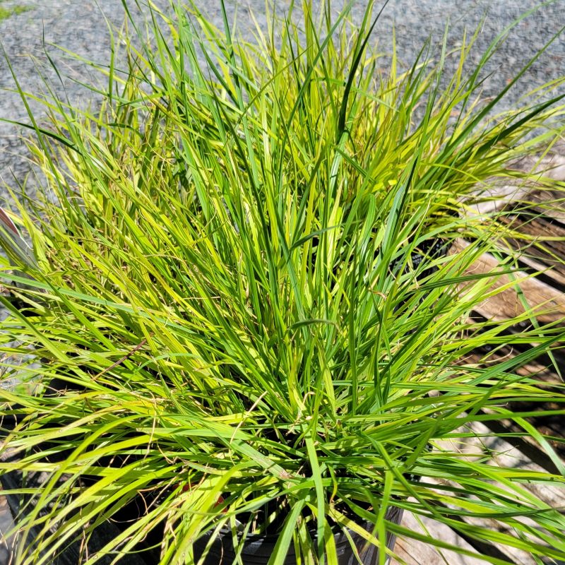 A photo of several small specimens of Pennisetum alopecuroides 'Hameln' dwarf fountain grass, grown in 1-gallon pots