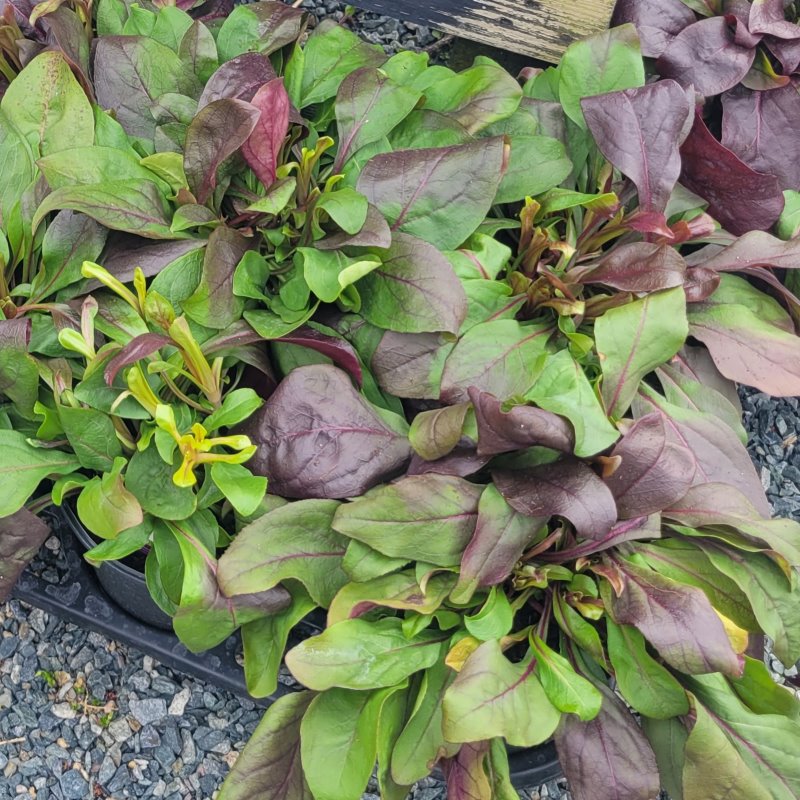 Foliage of Penstemon digitalis DAKOTA™ Burgundy with lime green leaves and burgundy red accents.