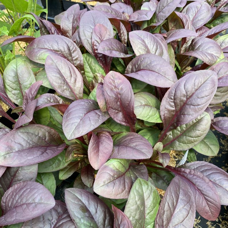 Penstemon digitalis 'Blackbeard' (Blackbeard Beardtongue) showcasing its younger green and purple foliage.