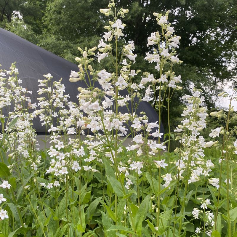 White, tubular flowers of Penstemon digitalis with green leaves