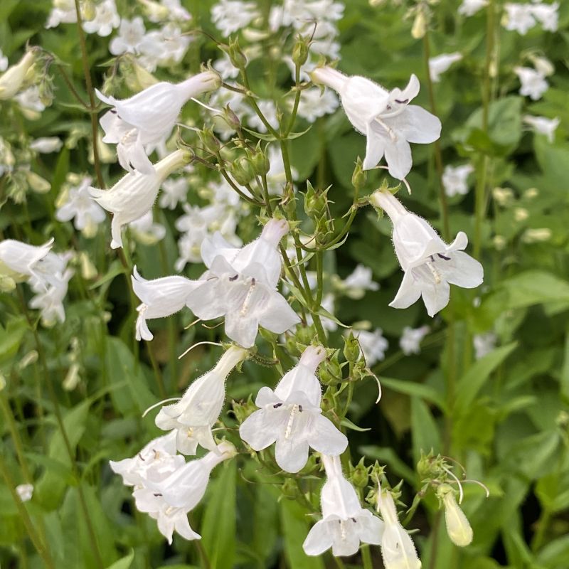 White, tubular flowers of Penstemon digitalis with green leaves in a natural setting