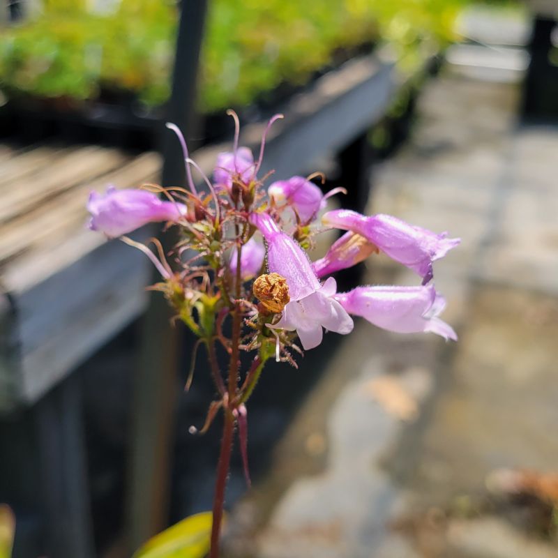 A close-up photo of the white/pink/purple flower clusters of calico beardtongue (Penstemon calycosus)