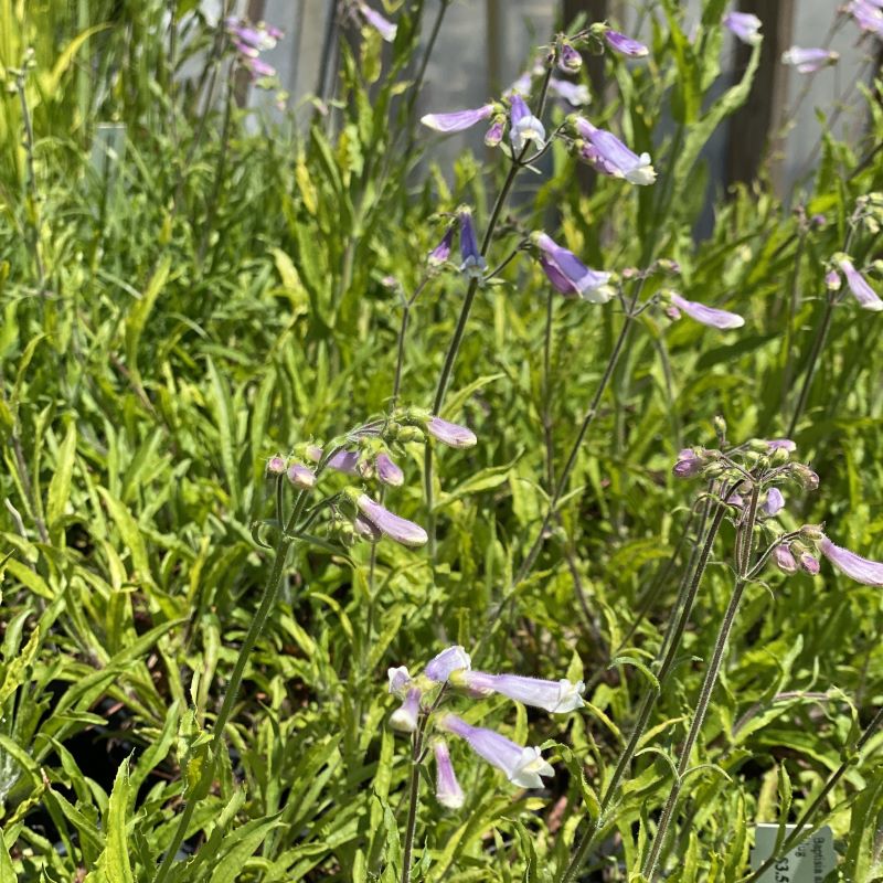 A close-up of Penstemon hirsutus (Hairy Beardtongue) with blue-purple flowers and reddish, hairy stems.