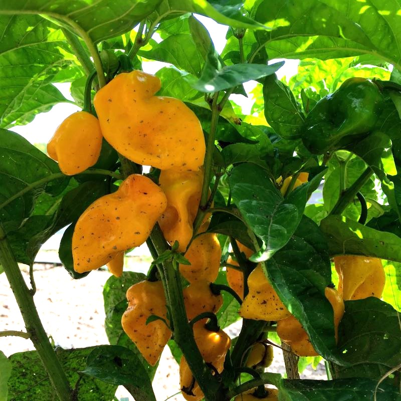 Golden Yellow Caribbean Seasoning peppers growing on a mature plant.