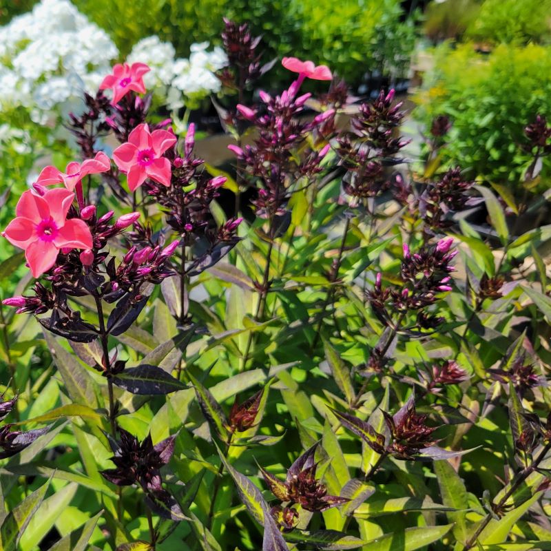 Pink flowers with dark rose 'eyes' and purple foliage of Phlox paniculata 'Coral Crème Drop' (Tall Garden Phlox)