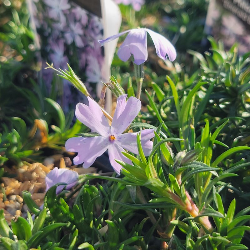 Close-up of the pwoder flowers and enerald green foliage of Phlox subulata 'Emerald Blue'