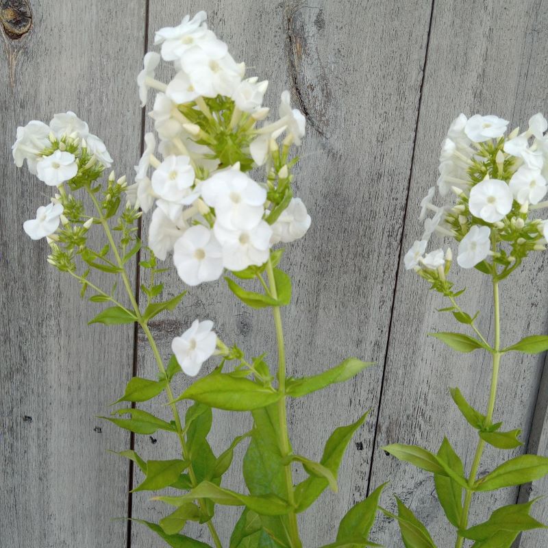 Bright, neat white flowers of Phlox paniculata Luminary® 'Backlight' (Tall Garden Phlox), grown in 1-gallon containers