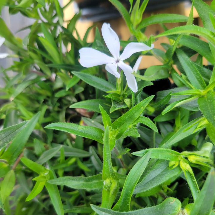 Close-up of a white and blue-tinged flower of Phlox divaricata 'May Breeze'