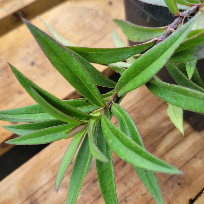 A close-up photo of the semi-evergreen foliage of Phlox divaricata ssp. laphamii 'Chattahoochee'