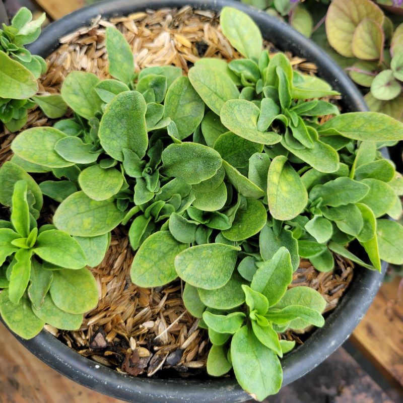 Phlox stolonifera 'Blue Ridge' (Creeping Phlox) foliage grown in a 1-gallon container