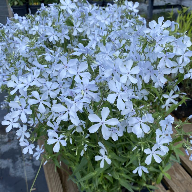 Phlox divaricata 'May Breeze' (Woodland Phlox)