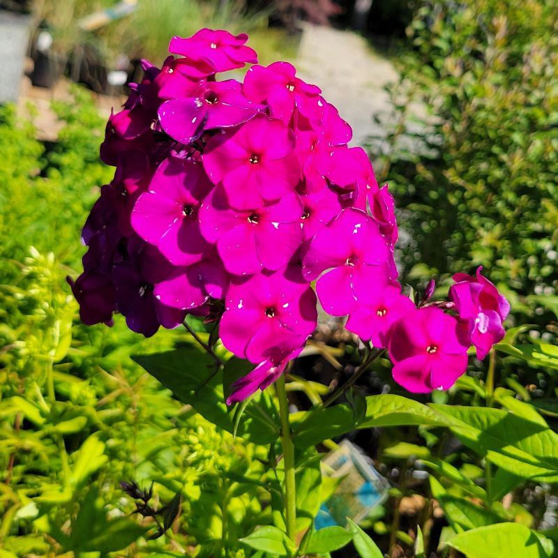 The bright fuchsia-purple flowers of Phlox paniculata 'Nicky' (Tall Garden Phlox)