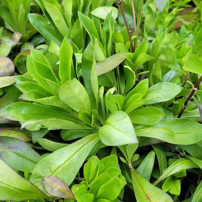 A close-up photo of the dense, green foliage of Phlox glaberrima 'Morris Berd'