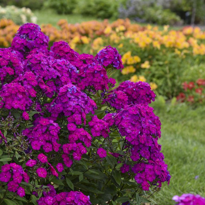 Phlox paniculata Luminary® 'Ultraviolet' with bright purple flowers, planted en masse.