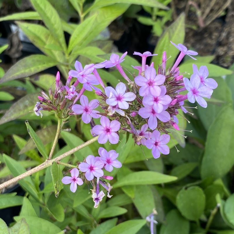 A close-up of the pink flower clusters of Phlox paniculata 'Jeana'