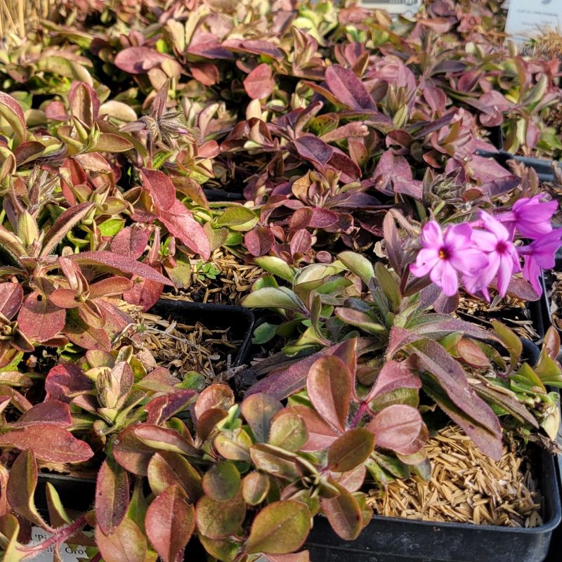 Evergreen foliage of Phlox stolonifera 'Pink Ridge' with pink blooms in the off-season.