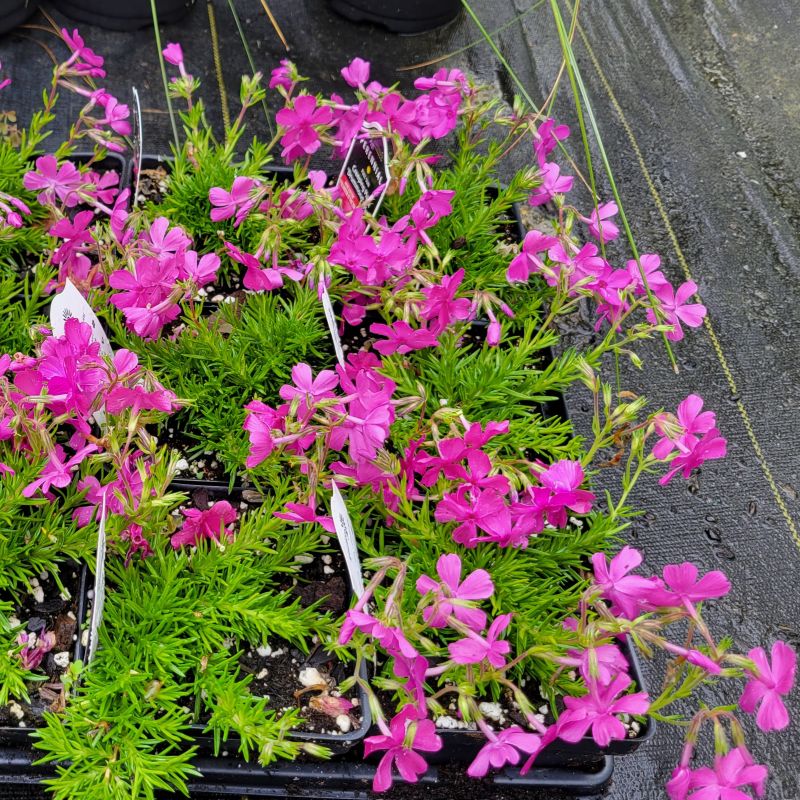 A photo of the low-growing mossy foliage and bright pink flowers of Phlox subulata 'Drummond's Pink' grown in quart-size containers.