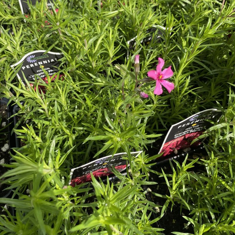 Several Phlox subulata 'Scarlet Flame' in quart-sized pots, with one producing a pink flower.