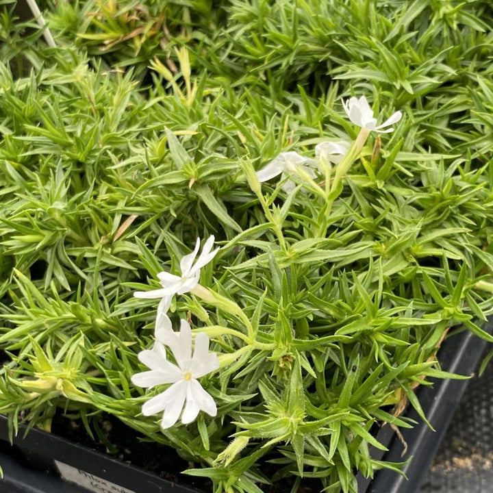 A close-up of the foliage of Phlox subulata 'Snowflake,' with white flowers in bloom.