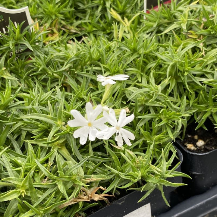 A close-up of the green foliage and white flowers of Phlox subulata 'Snowflake' in quart size pots.