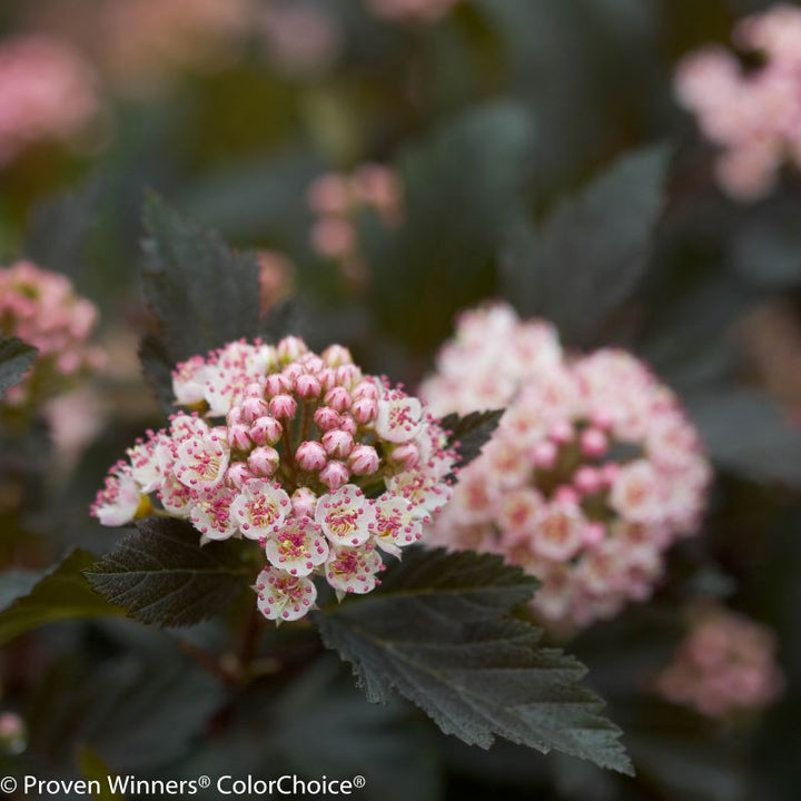 Close-up of pink Physocarpus opulifolius Summer Wine® flowers.