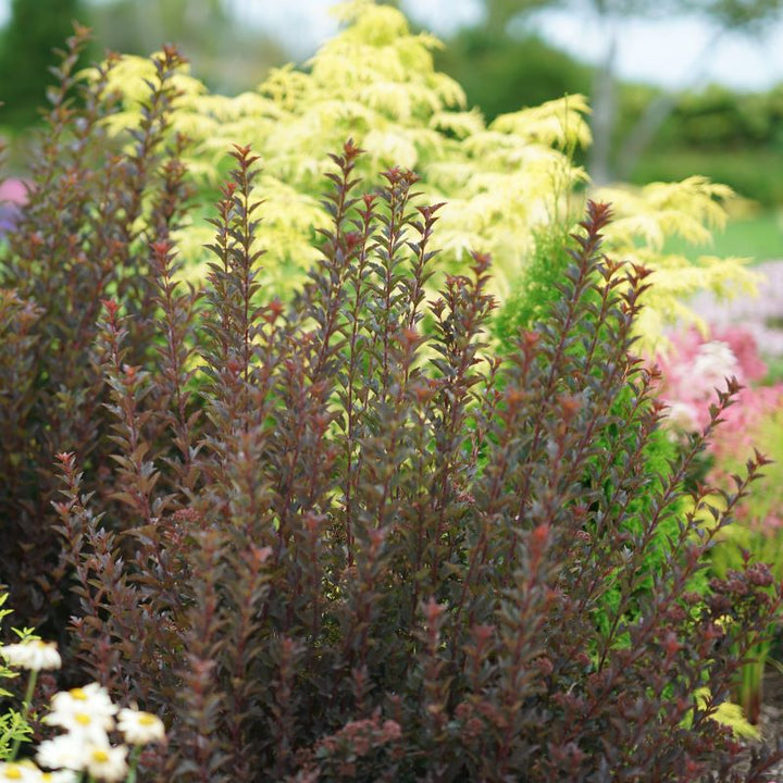 Physocarpus opulifolius Tiny Wine® with purple foliage planted in a bed.