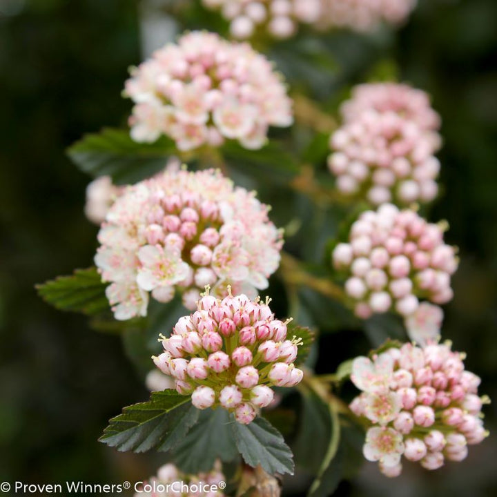 Close-up of pink Physocarpus opulifolius Tiny Wine® flowers and lighter foliage.