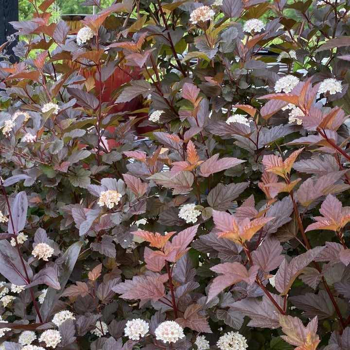 Close-up of the purple-red foliage of Physocarpus opulifolius 'Ginger Wine' (Ninebark) with some white flower clusters.