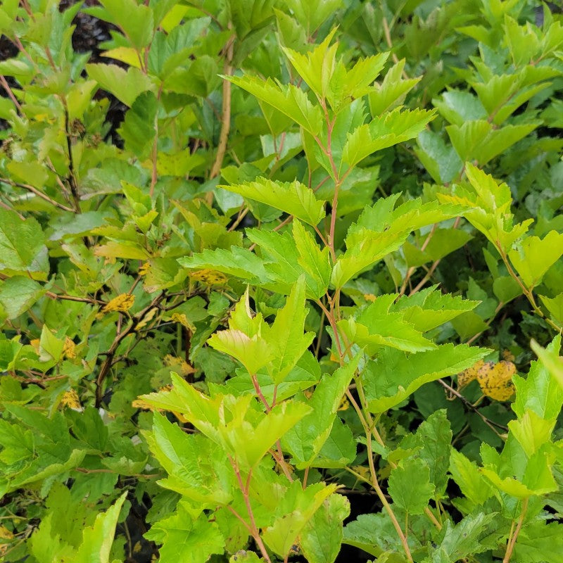 A photo of the lime-green foliage of Physocarpus opulifolius (Ninebark)