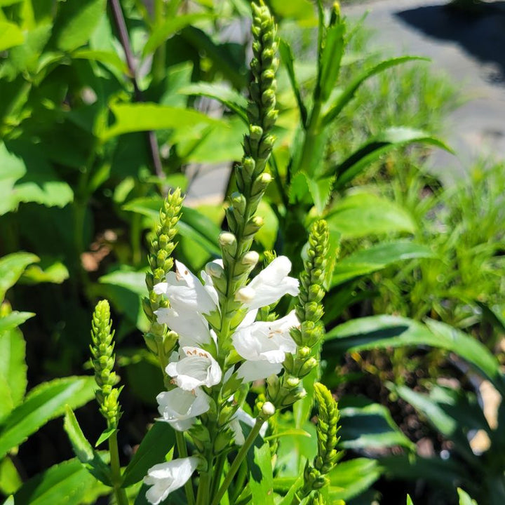 A close-up photo of a developing flower spike on Physostegia virginiana 'Miss Manners,' with tubular white flowers