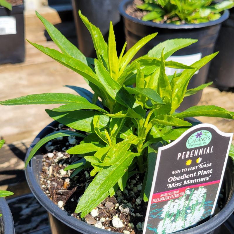A close-up photo of the green foliage of Physostegia virginiana 'Miss Manners' obedient plant grown in a 1-gallon container