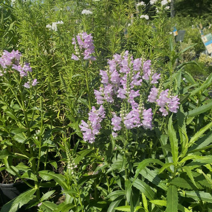 Physostegia virginiana 'Pink Manners' in 1-gallon pots, flowering with pink blossoms.
