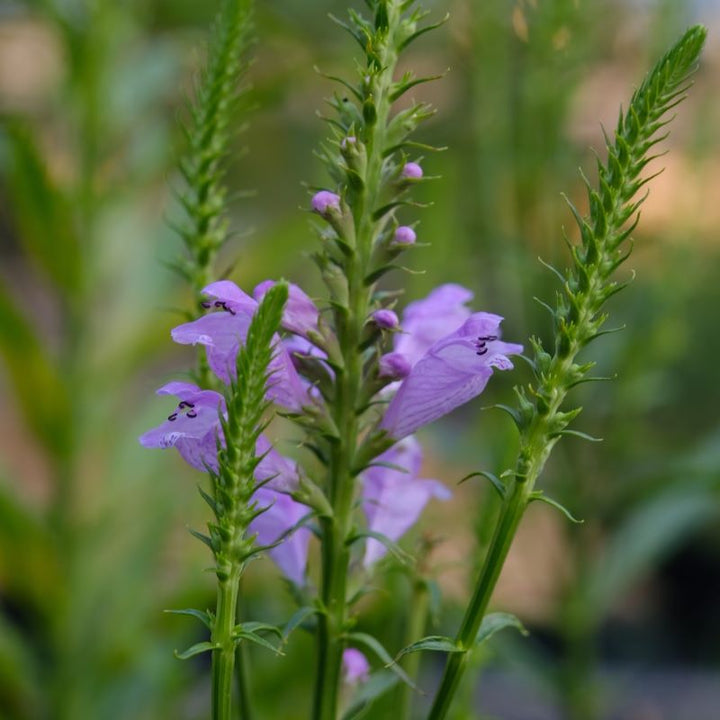 Close-up of Physostegia virginiana 'Pink Manners' blooms and flower spikes.