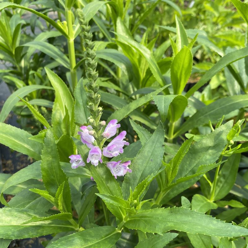Physostegia virginiana 'Vivid' with green foliage and a pink blooming flower spike.