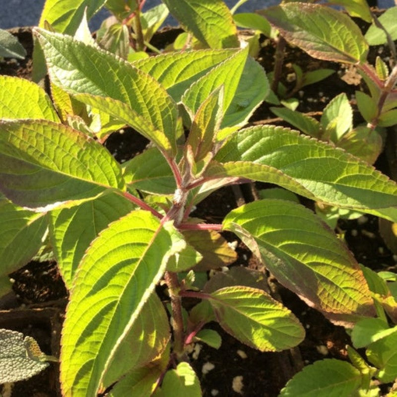 buy pineapple sage plant Sage Pineapple Unity Grown – Unity Church Hill Nursery, LLC