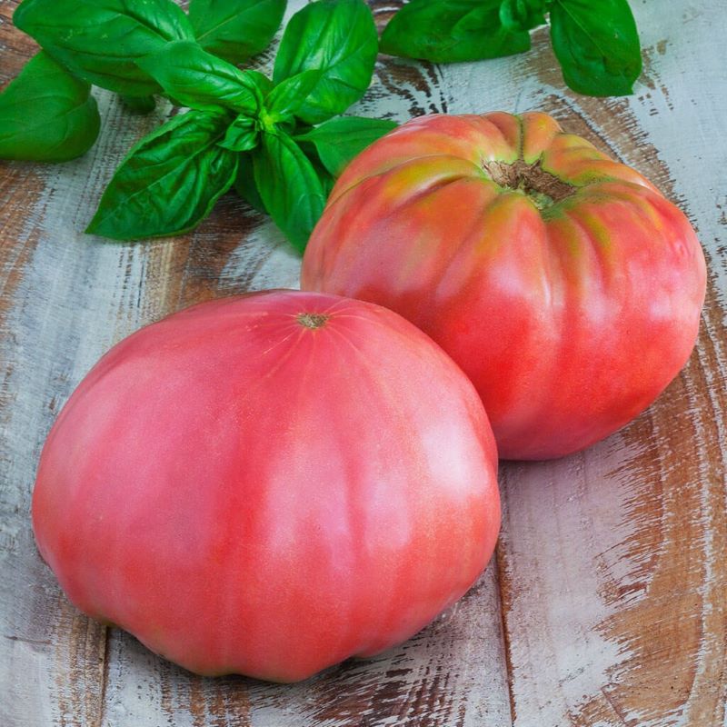 Large ripe Pink Brandywine tomatoes with basil in the background, ready for caprese salad.