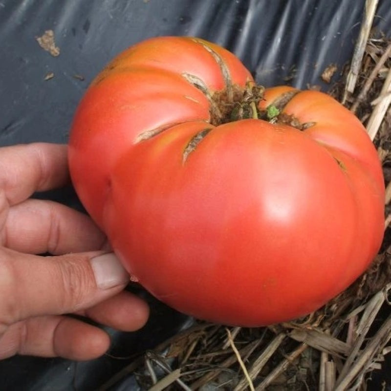 A large, pinkish-red heirloom Pinky Brandywine tomato with a hand for scale.