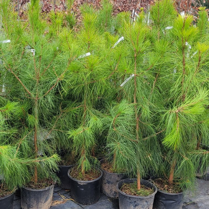 Long needles and open branching behavior of several loblolly pine (Pinus taeda) grown in 3-gallon containers.