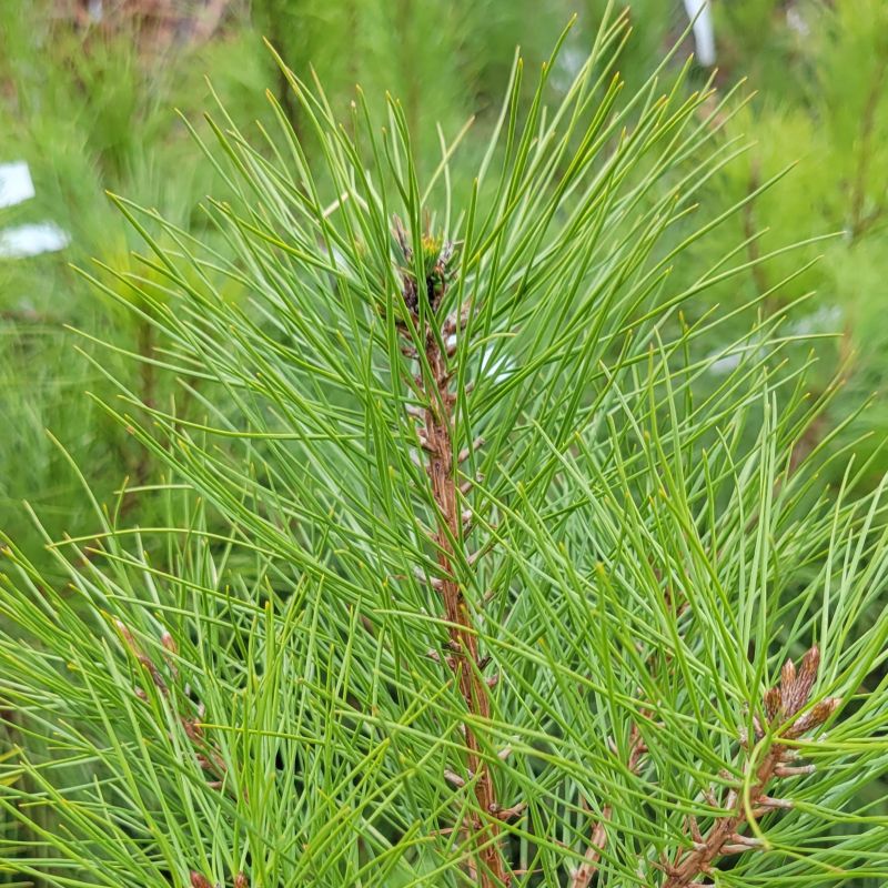 A close-up photo of the long, evergreen needles of Pinus taeda (loblolly pine)