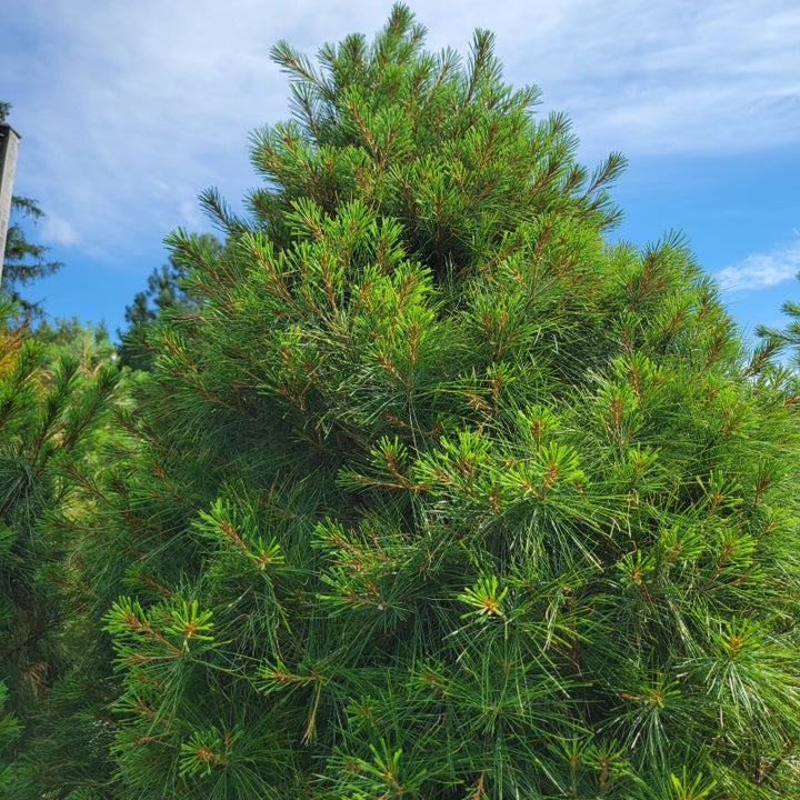 Dense foliage and wide-growing behavior of Pinus strobus (White Pine)