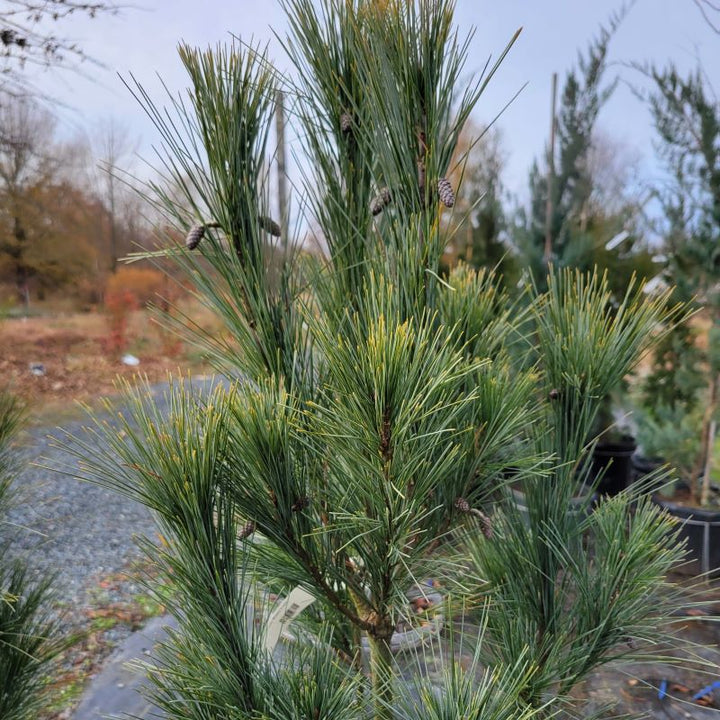 A close-up photo of Pinus strobus 'Fastigiata' (Fastigiate White Pine) showing its dense needle-like foliage and vertical branch structure.