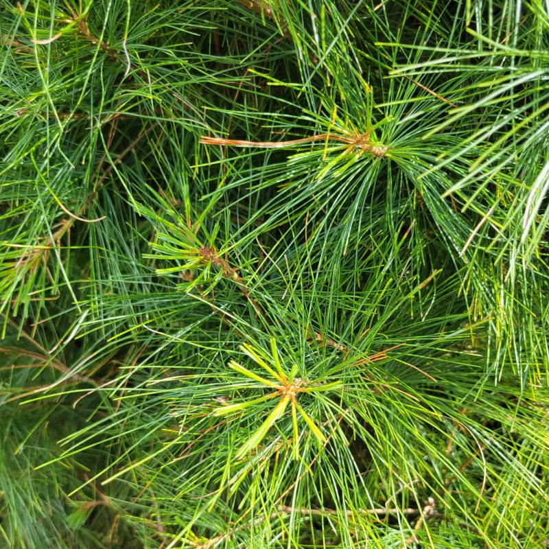 Close-up of the thin, wiry needles of Pinus strobus (White Pine)