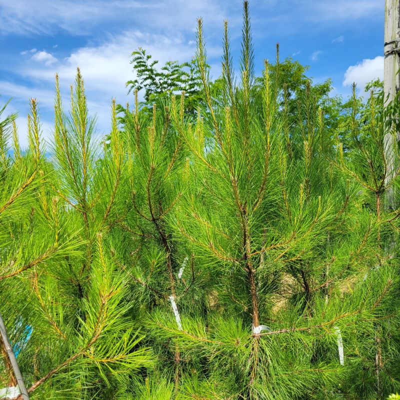 Open growth behavior of Pinus taeda (Loblolly Pine)