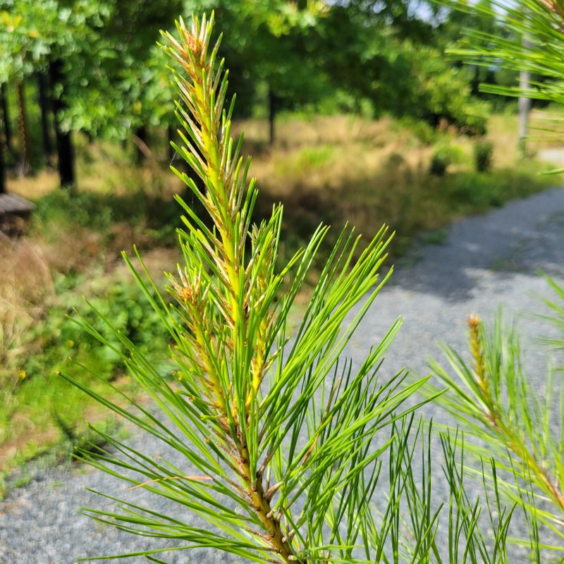 Close-up of the needles of Pinus taeda (Loblolly Pine)