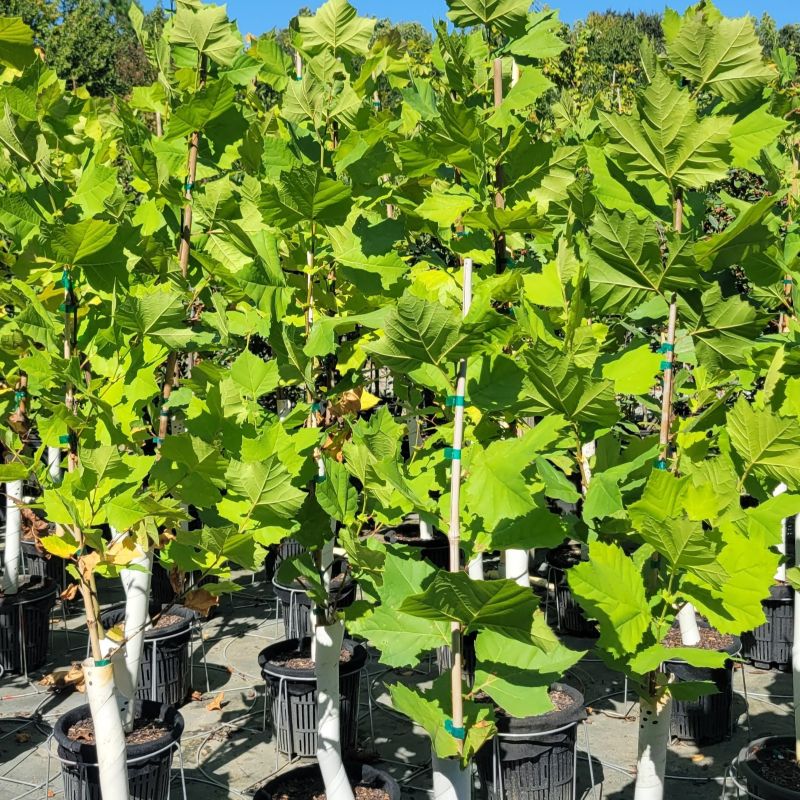 A photo of a large group of Platanus occidentalis (American Sycamore) trees grown in 3-gallon pots, with vibrant green foliage