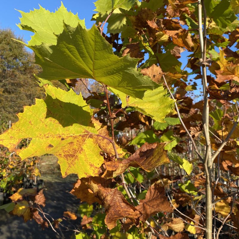 Fall foliage of Platanus occidentalis (American Sycamore) with yellows and browns.