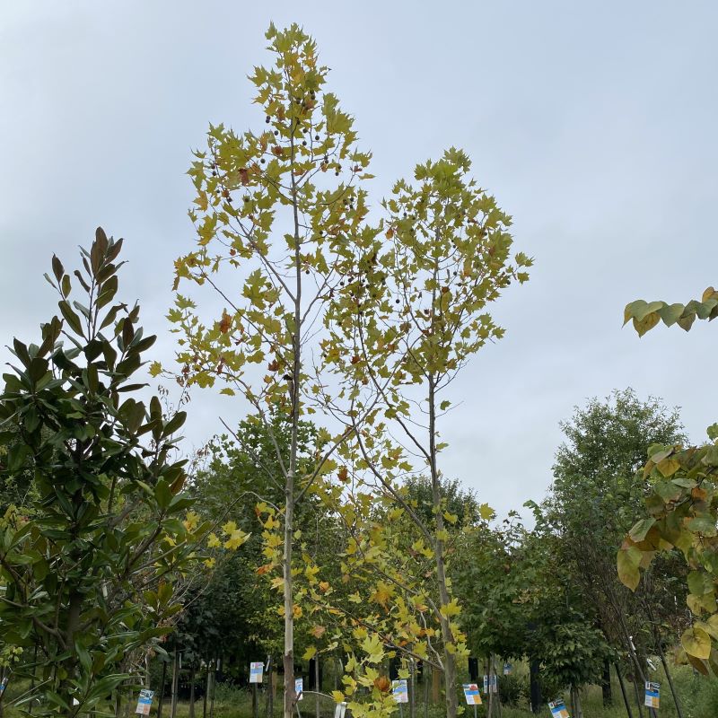 Upper branches of Platanus x acerifolia Exclamation!™ with upright form.